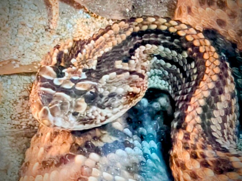 Lectura junguiana del mito de Yurupary parte III 