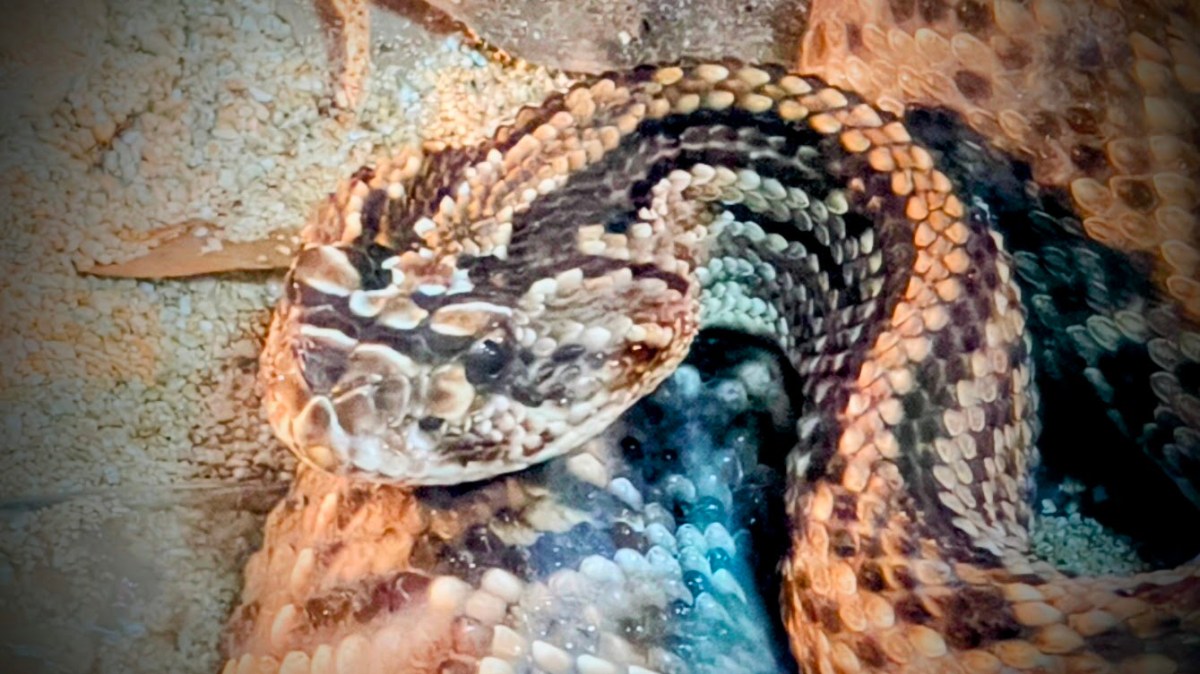 Lectura junguiana del mito de Yurupary parte III 