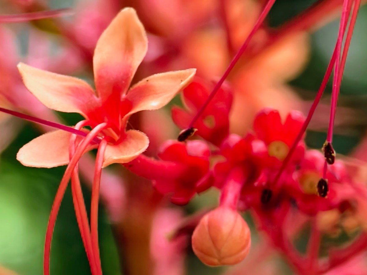 Lectura Junguiana del Mito de Yurupary parte IV