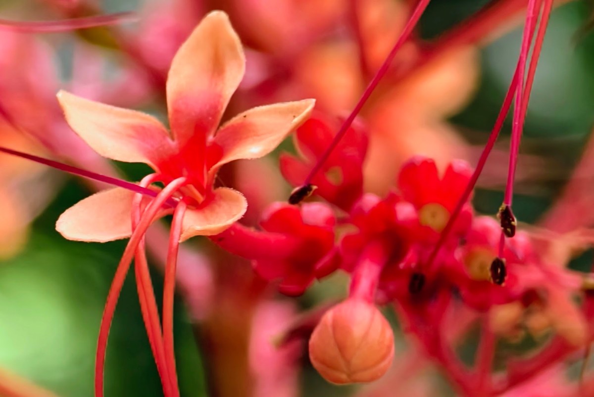 Lectura Junguiana del Mito de Yurupary parte IV